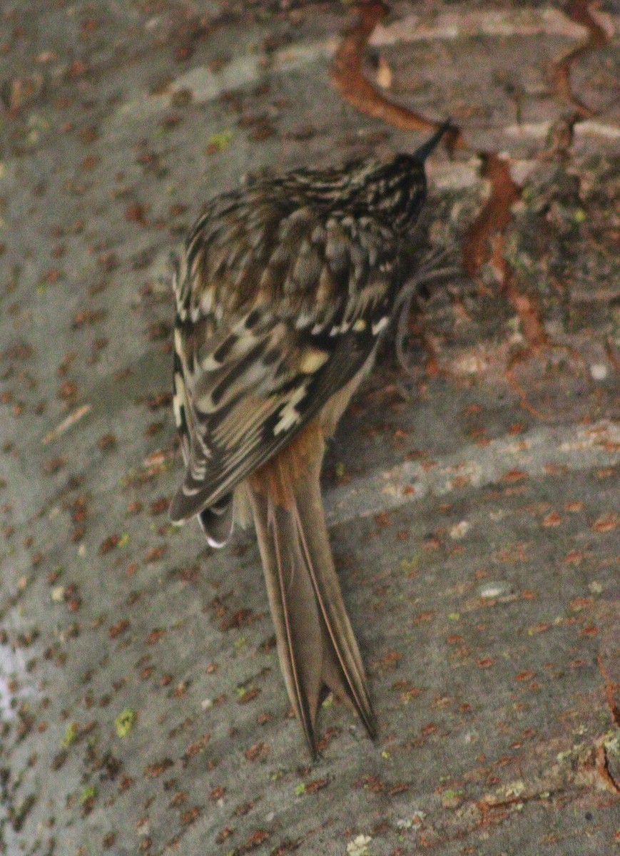 amerikatrekryper - ML646094411