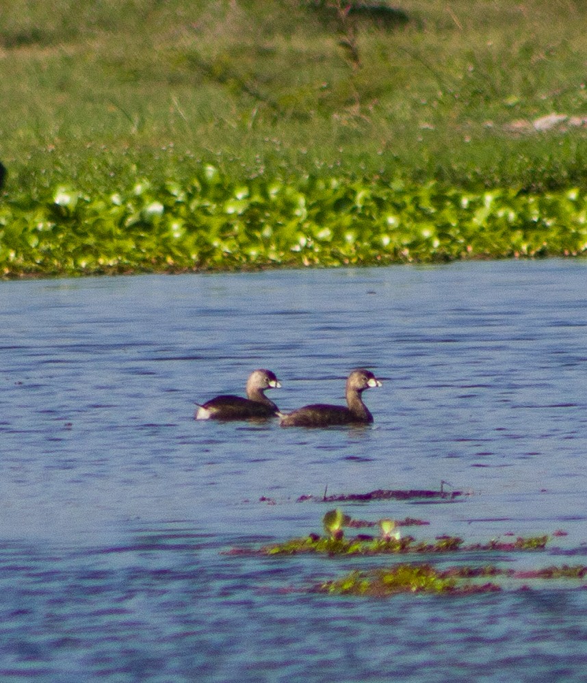 ringnebbdykker - ML646094412