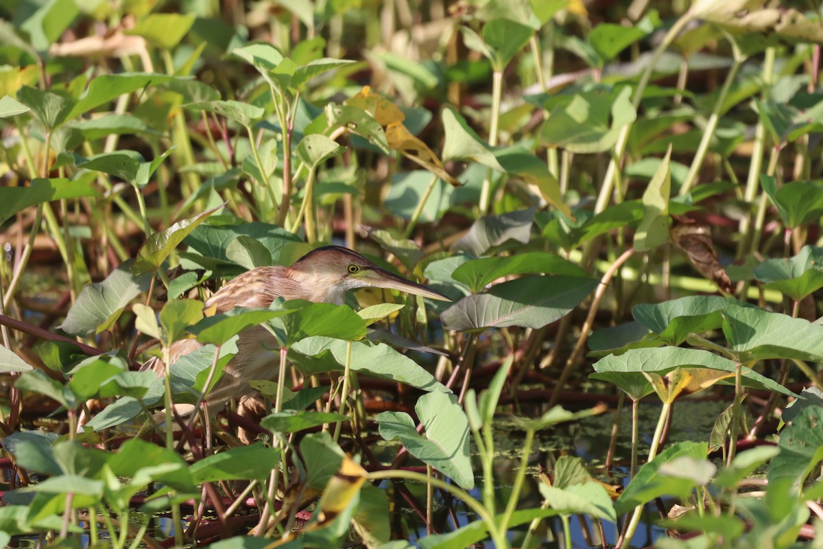 okerrørdrum - ML646094413