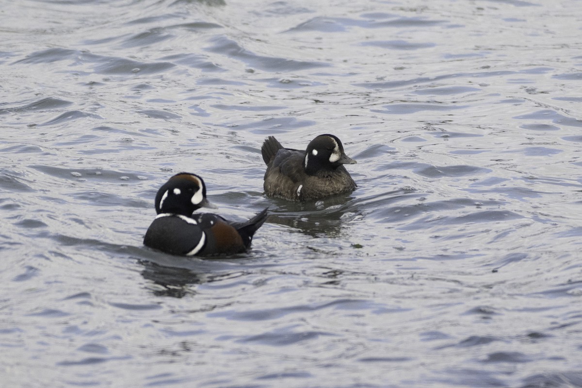 Harlequin Duck - ML646094414