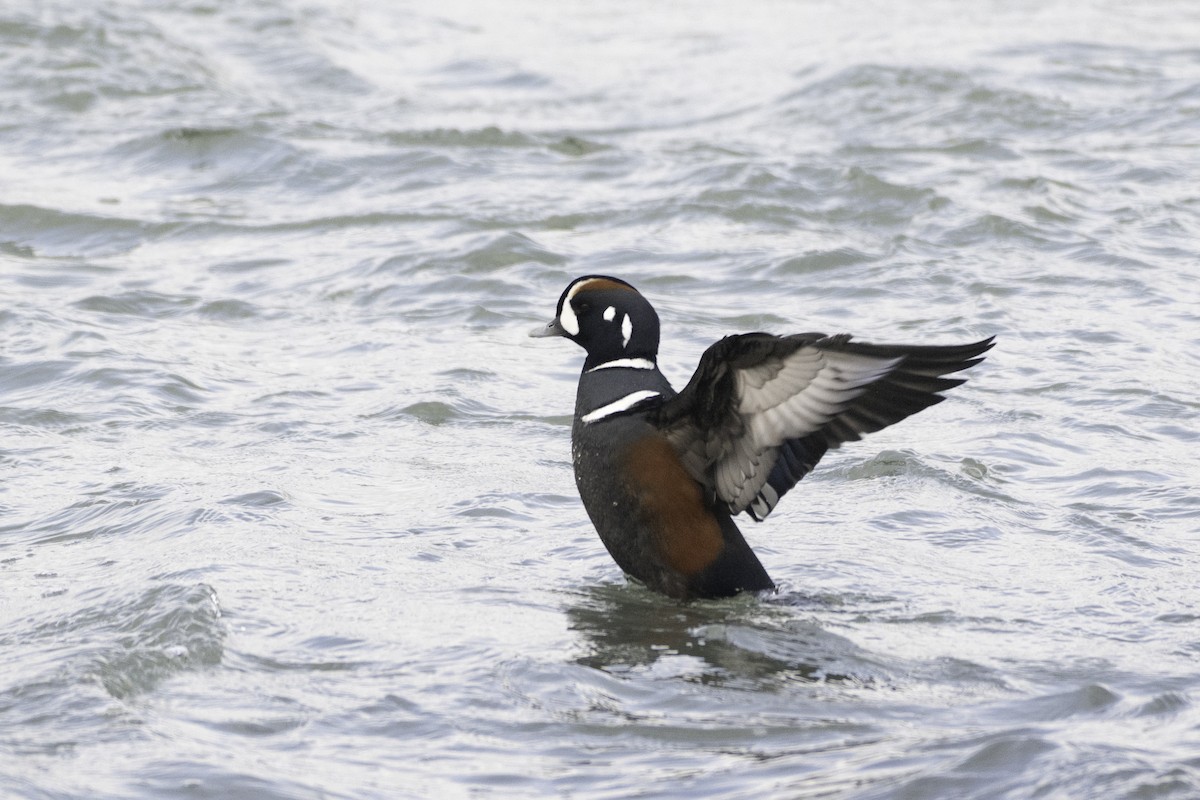 Harlequin Duck - ML646094415