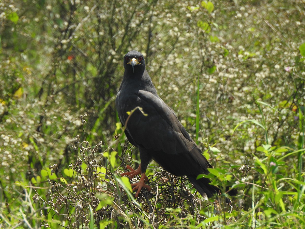 snegleglente - ML646094416