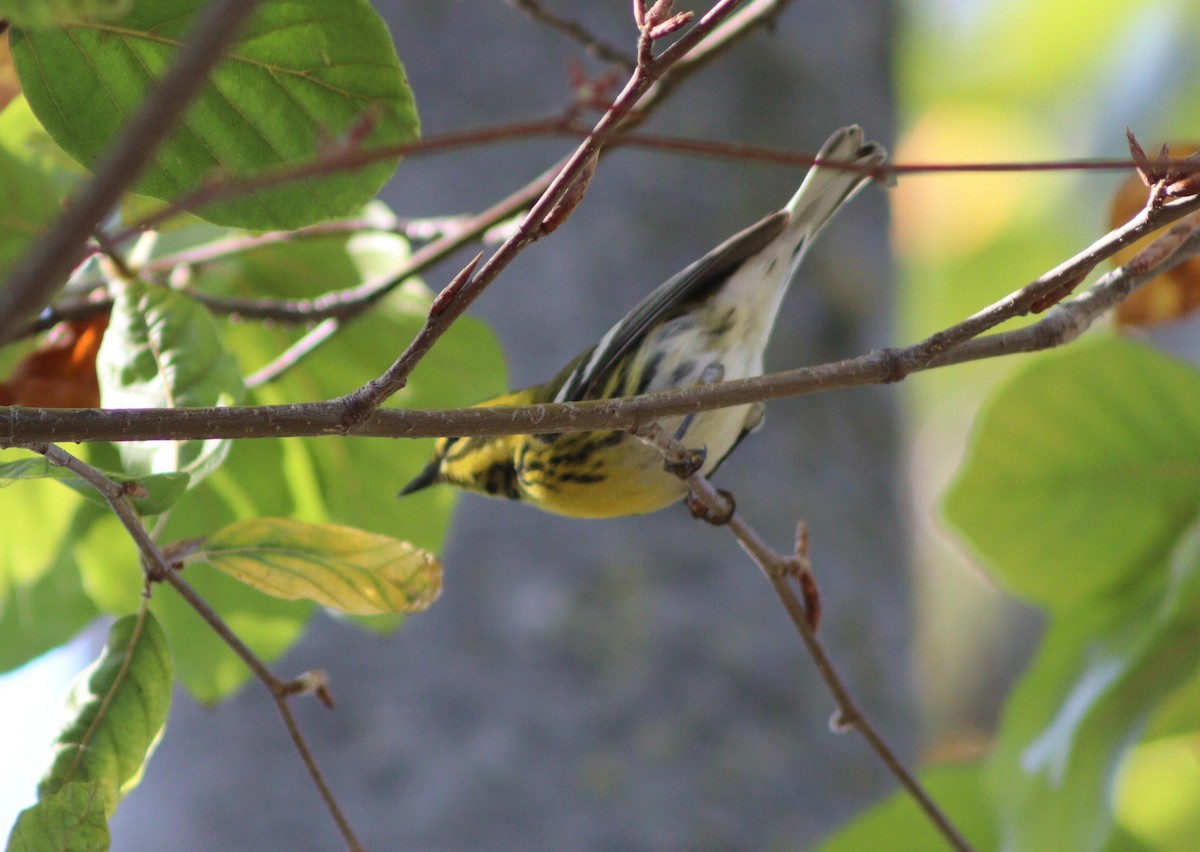 granparula - ML646094417