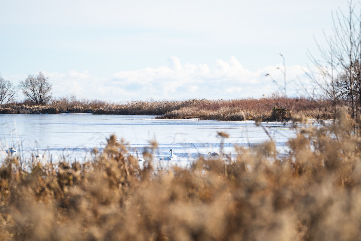 knoppsvane - ML646094418