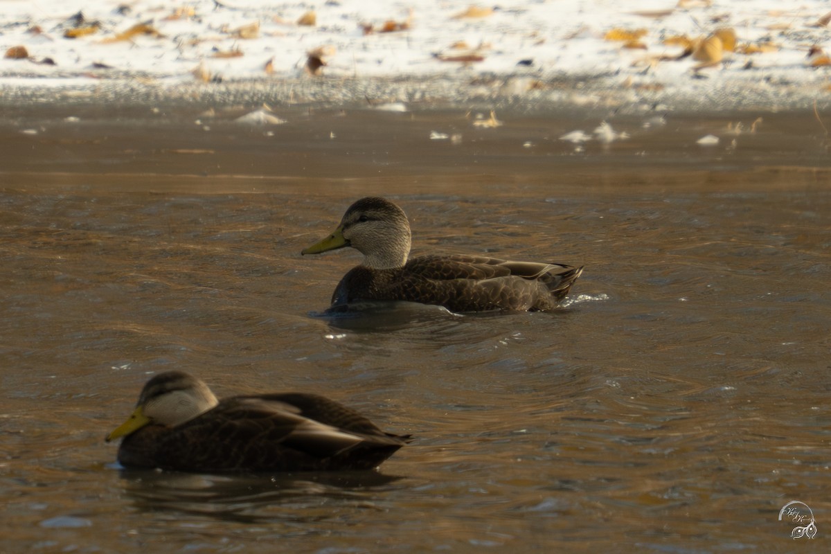 rødfotand - ML646094419