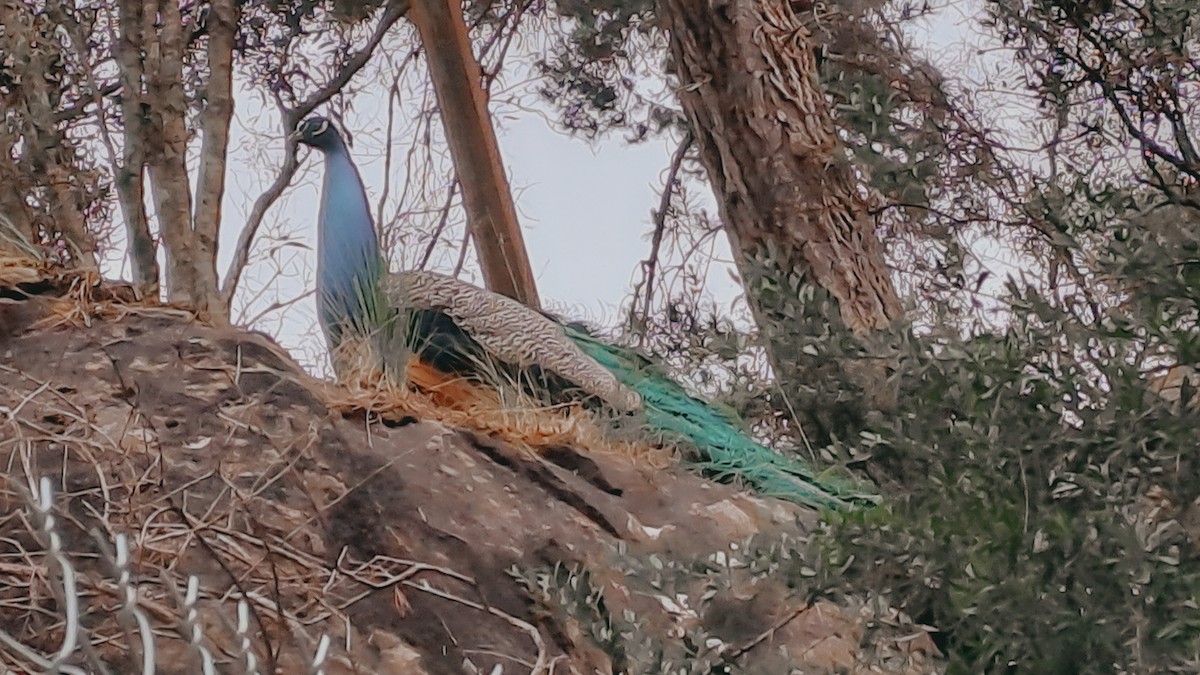 Indian Peafowl - ML646094421