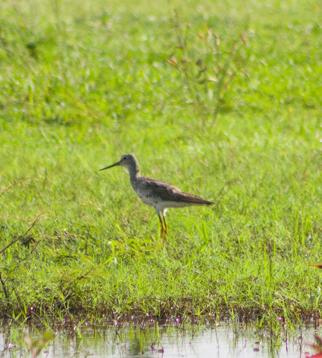 Greater Yellowlegs - ML646094423
