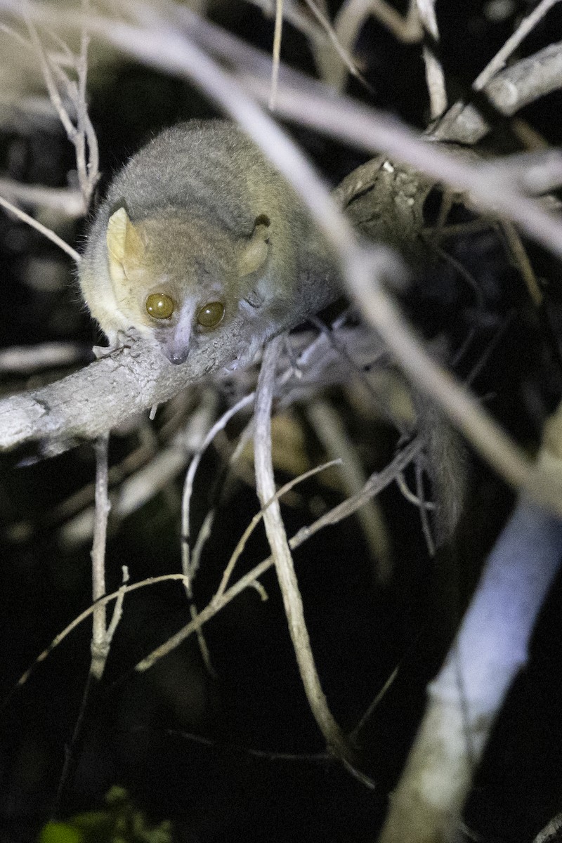 Golden-brown Mouse Lemur - ML646094424