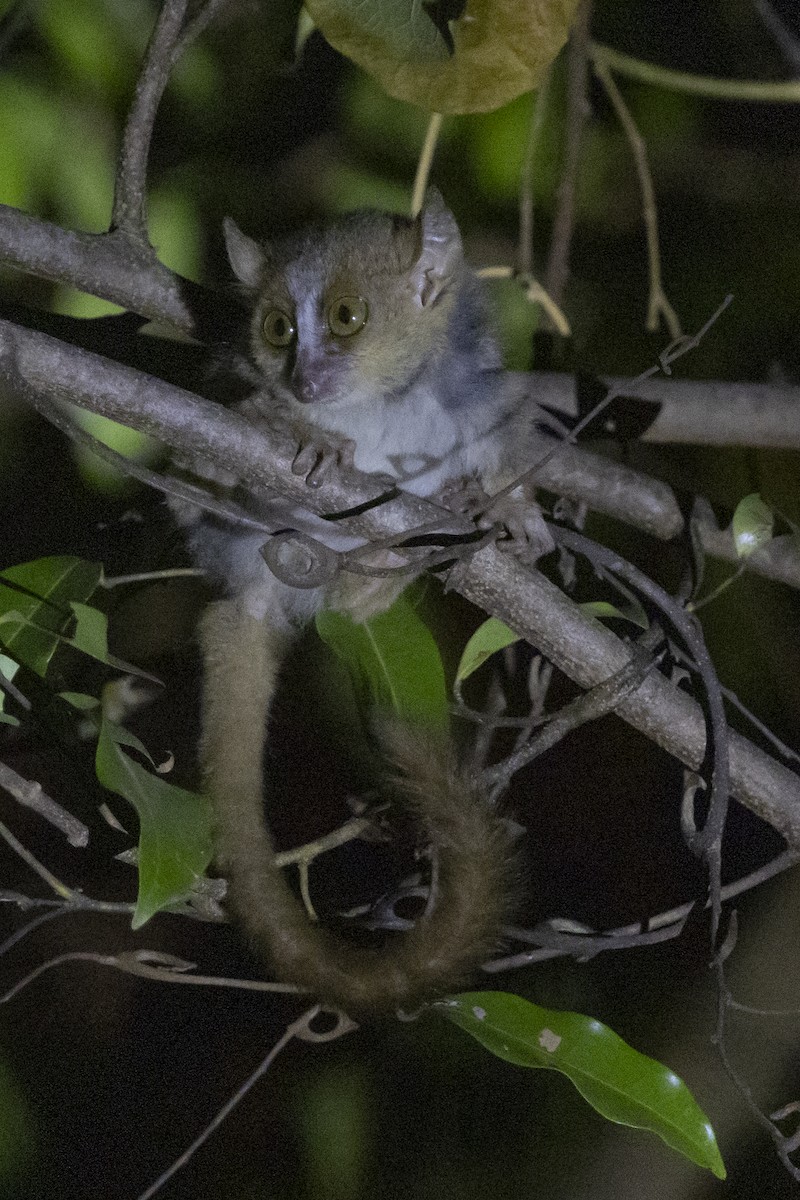 Golden-brown Mouse Lemur - ML646094425