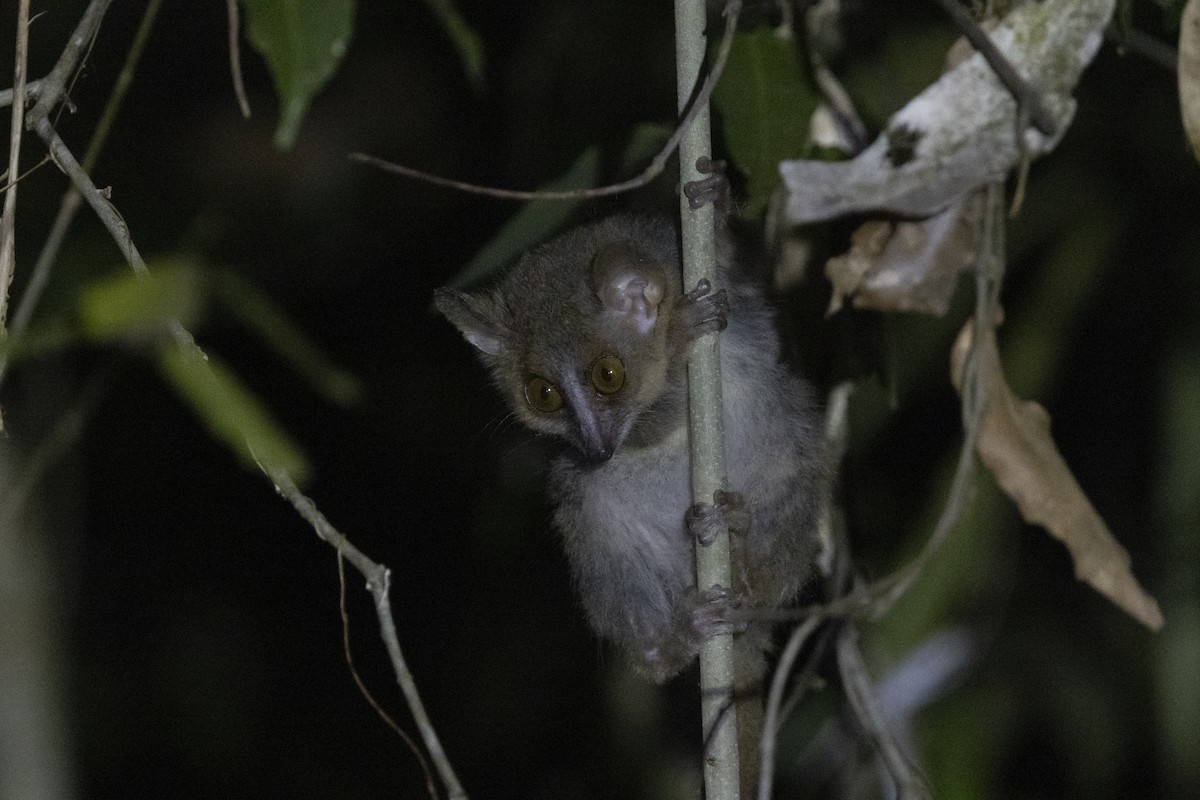 Golden-brown Mouse Lemur - ML646094426