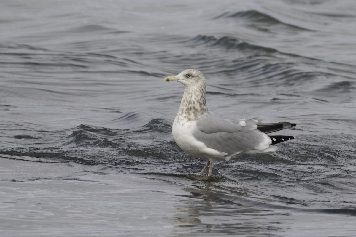 American Herring Gull - ML646094429