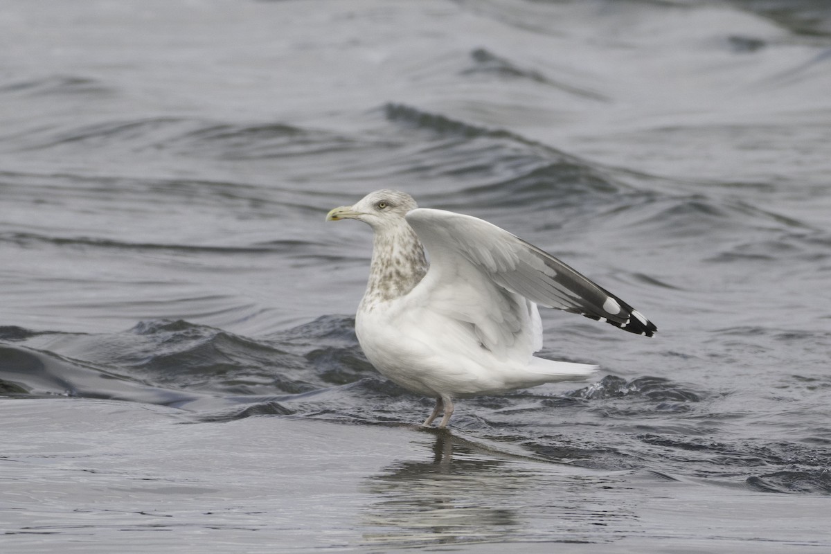 American Herring Gull - ML646094430