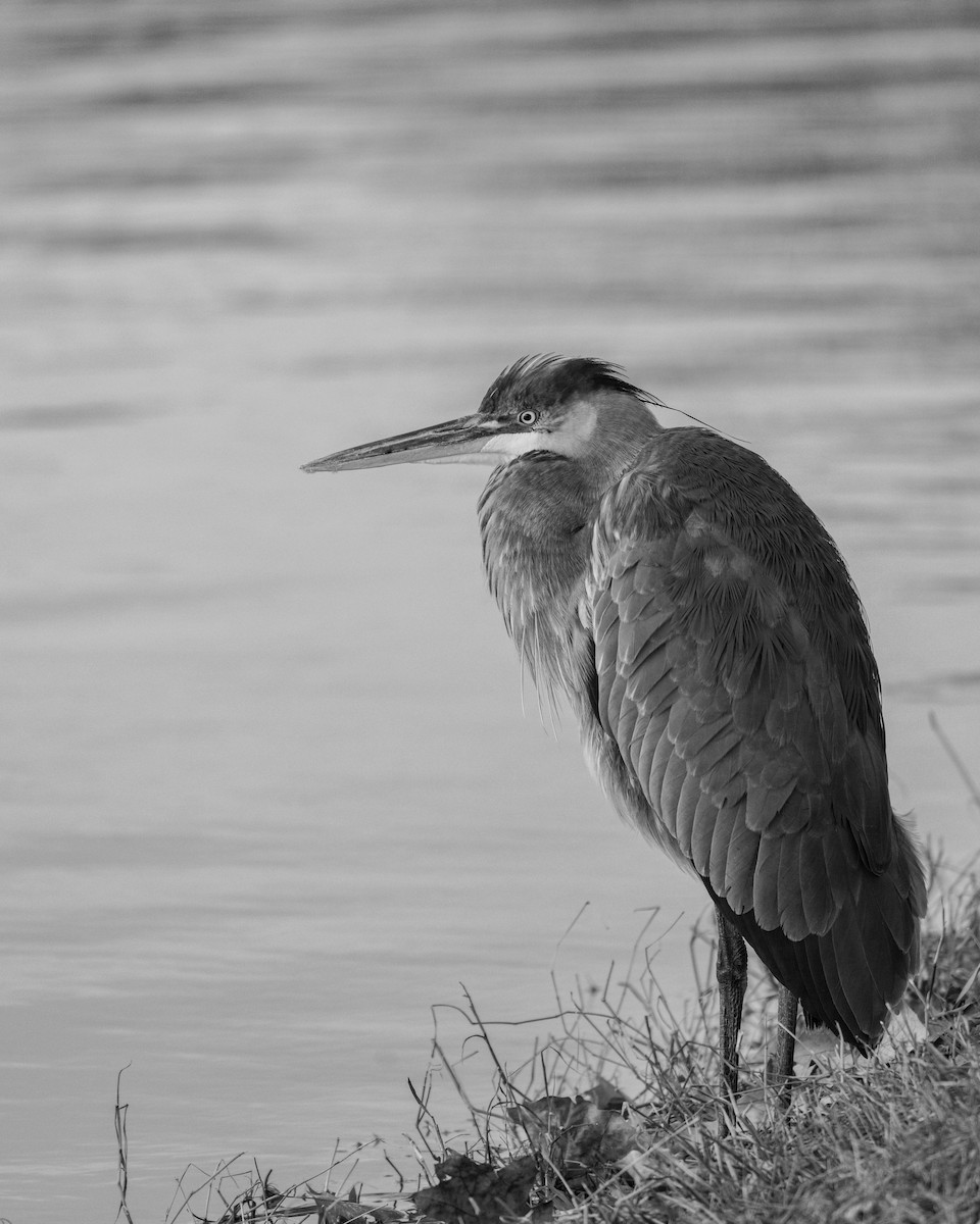 herodiashegre - ML646094435