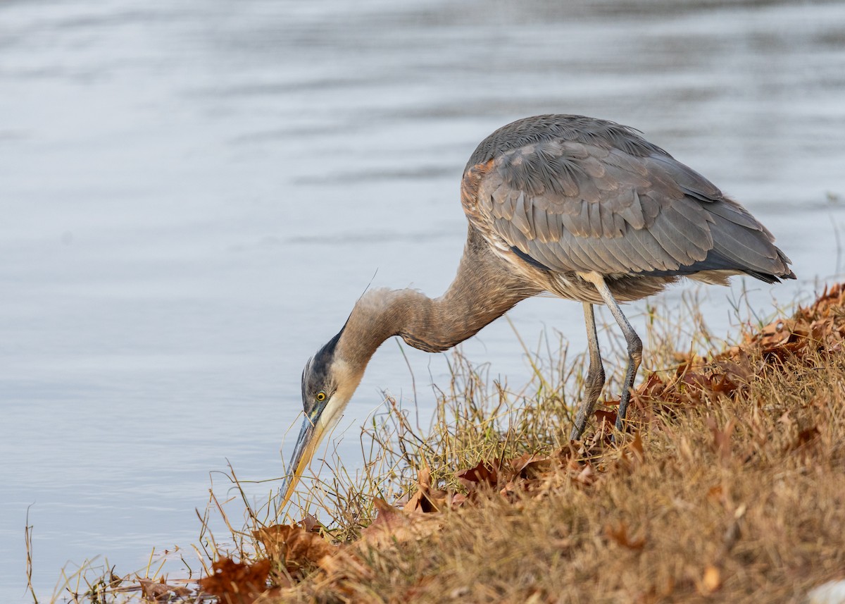 herodiashegre - ML646094436