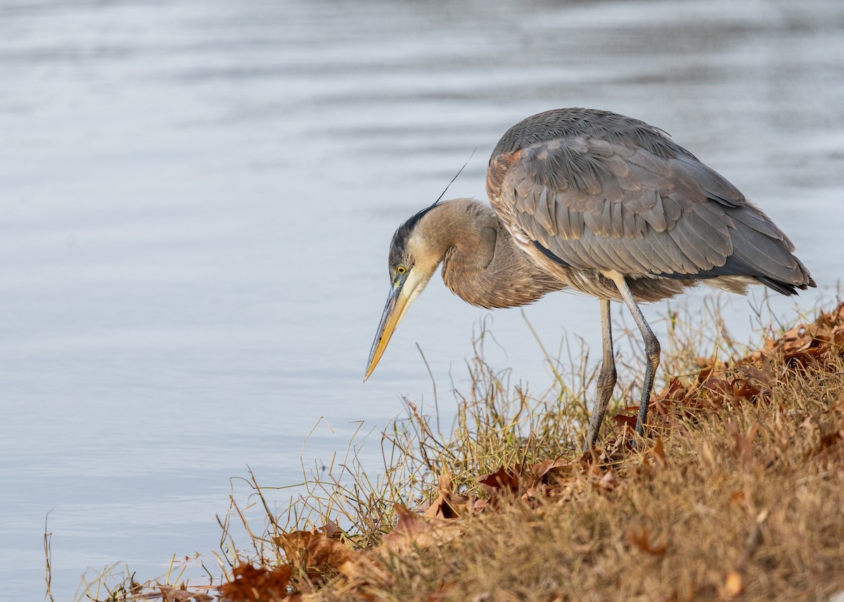 herodiashegre - ML646094437