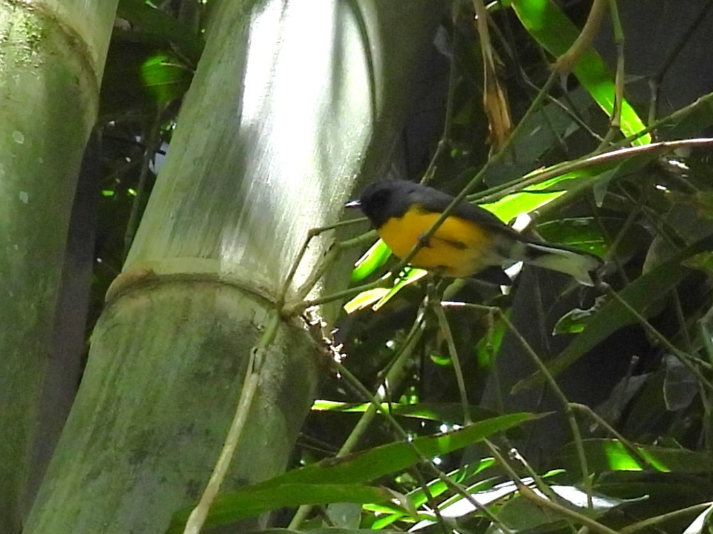 Slate-throated Redstart - ML646094440