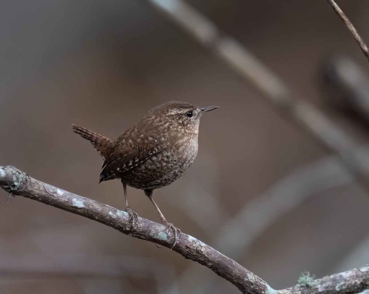 Winter Wren - ML646094442