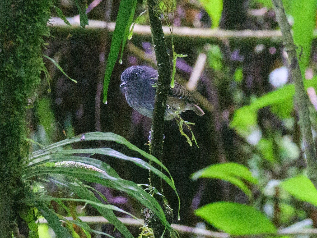 Streak-crowned Antvireo - ML646094443