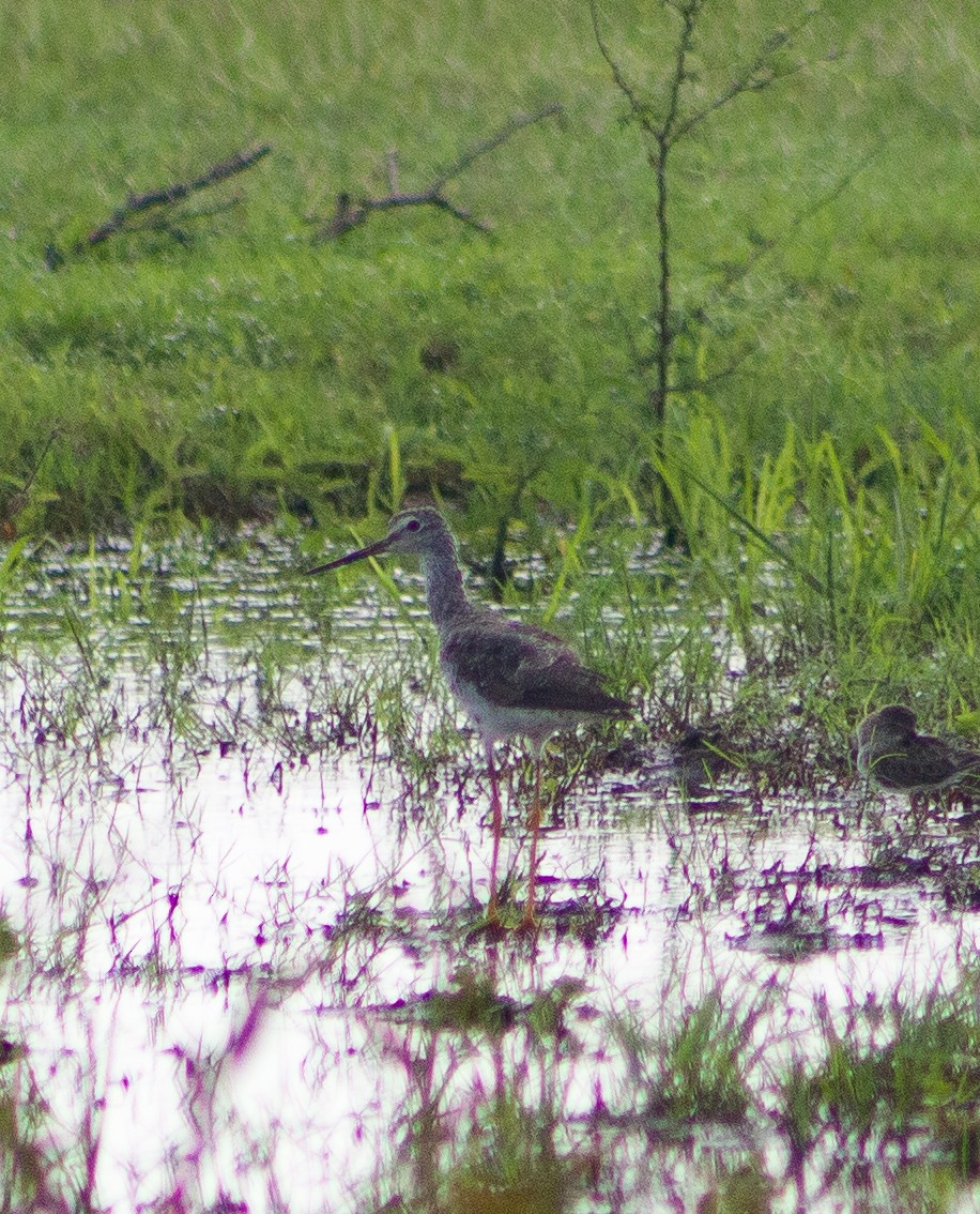 Greater Yellowlegs - ML646094448