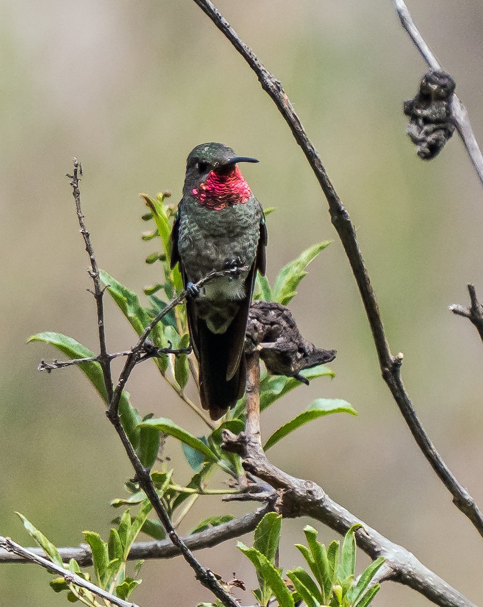 スミレフタオハチドリ - ML646094456