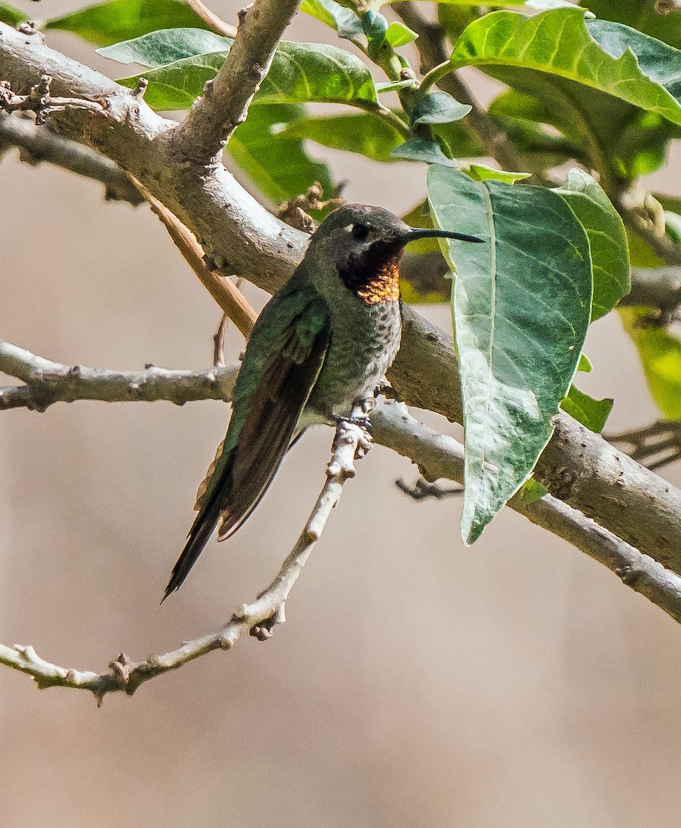 スミレフタオハチドリ - ML646094457