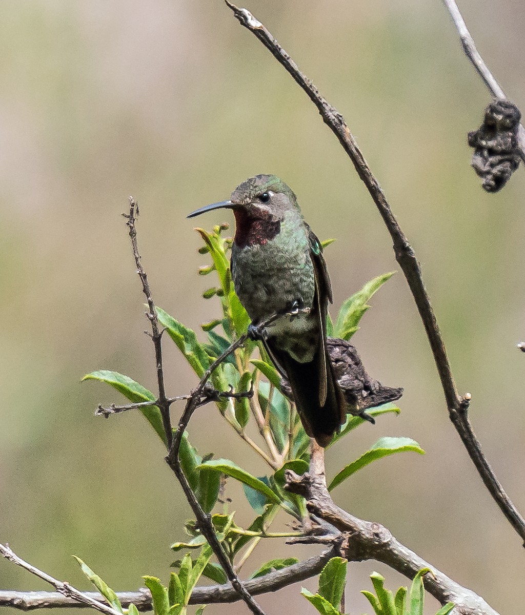 スミレフタオハチドリ - ML646094458