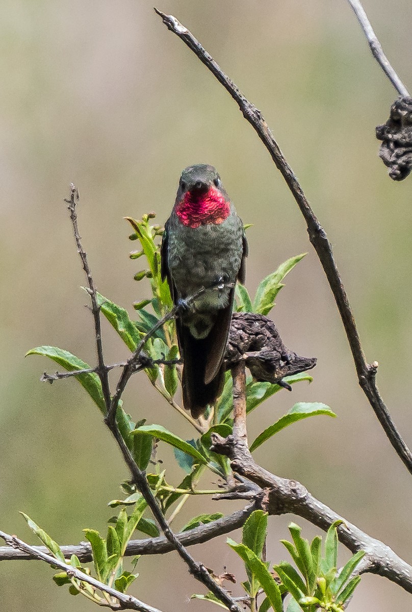 スミレフタオハチドリ - ML646094459