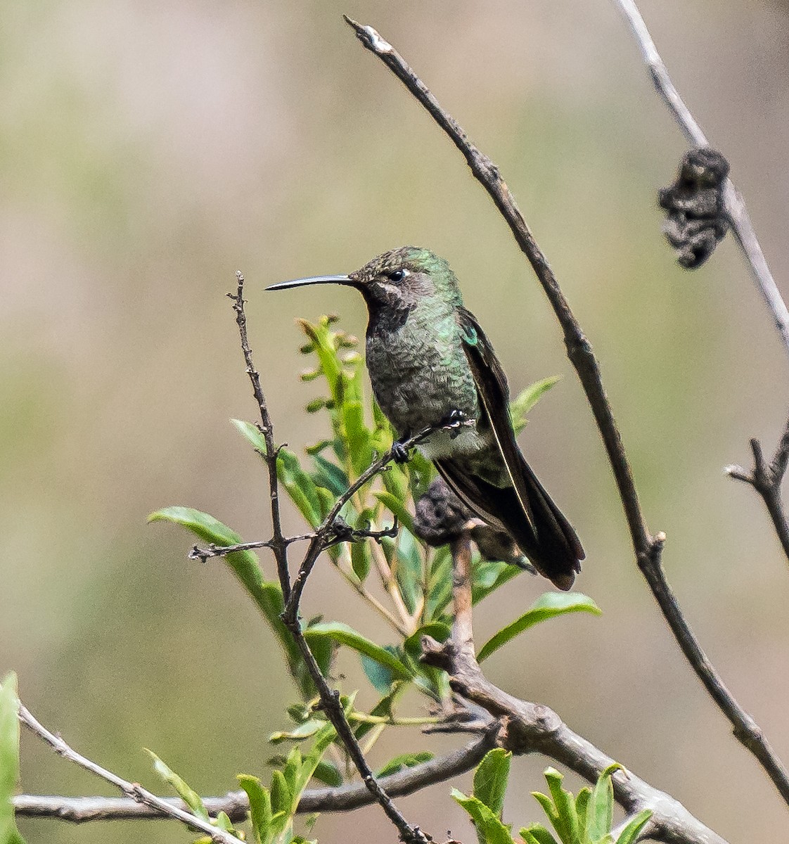スミレフタオハチドリ - ML646094460