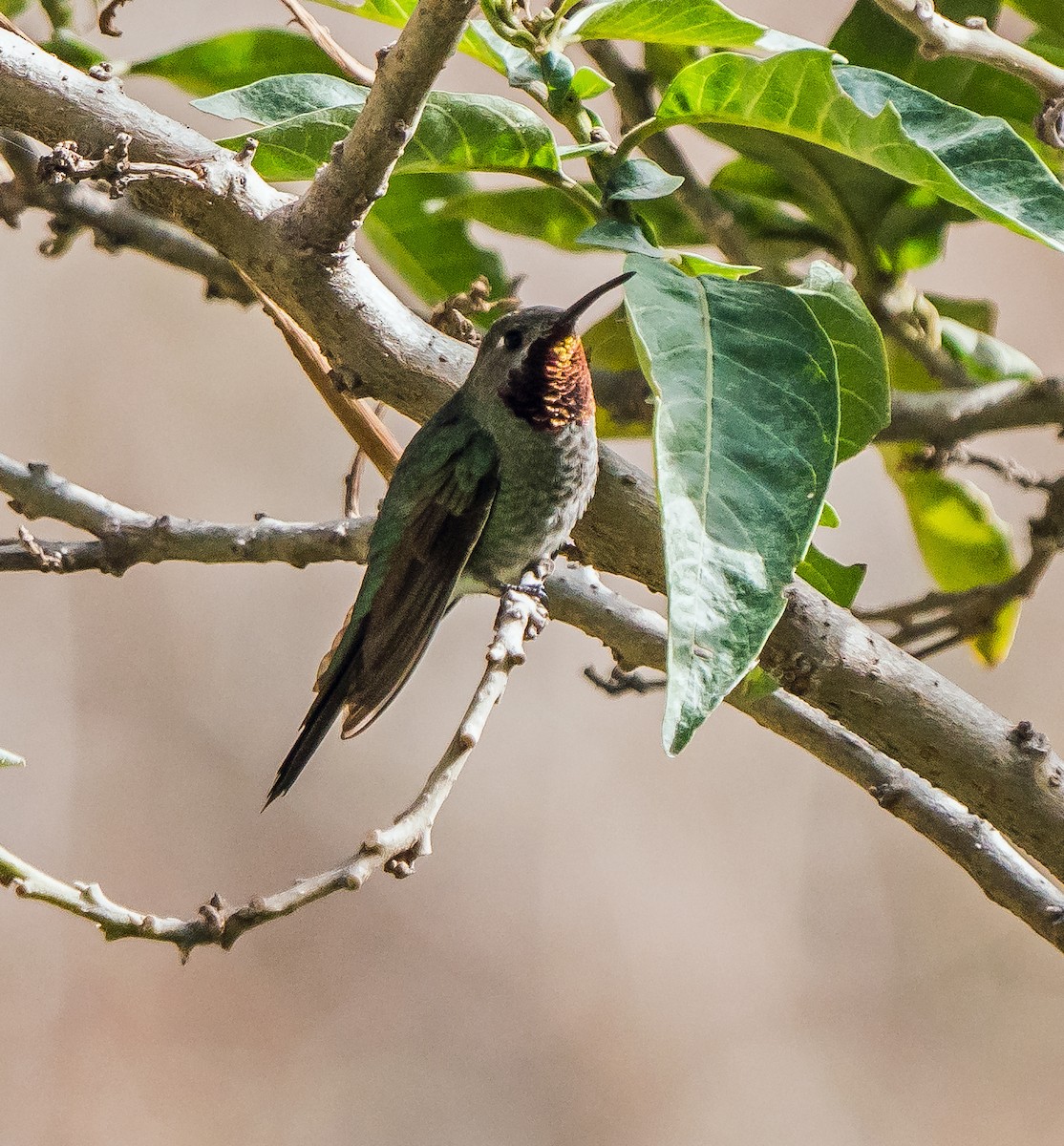 スミレフタオハチドリ - ML646094461