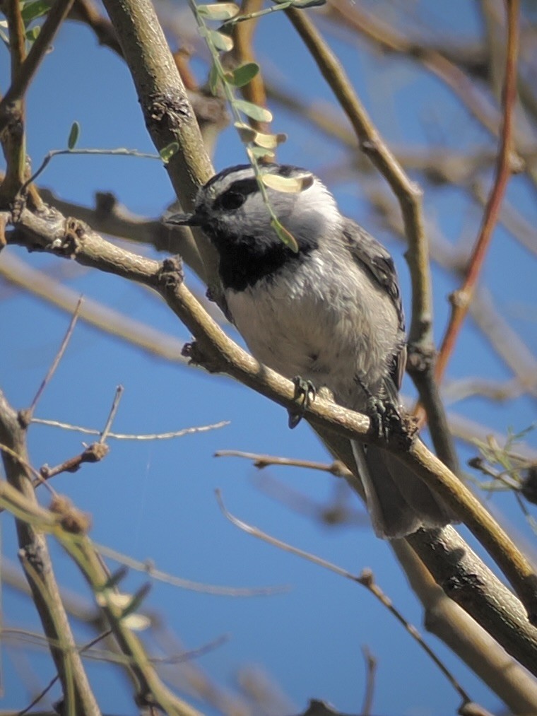 Gebirgsmeise - ML646094467