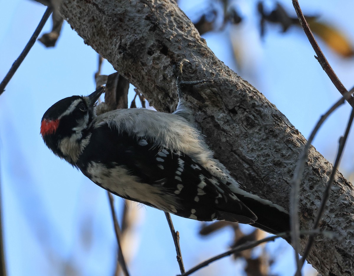 Downy Woodpecker - ML646094470