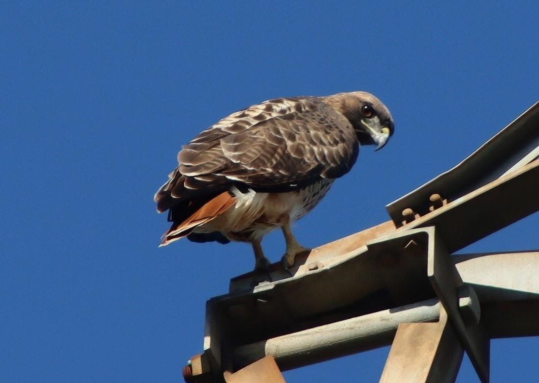 káně rudochvostá - ML646094471