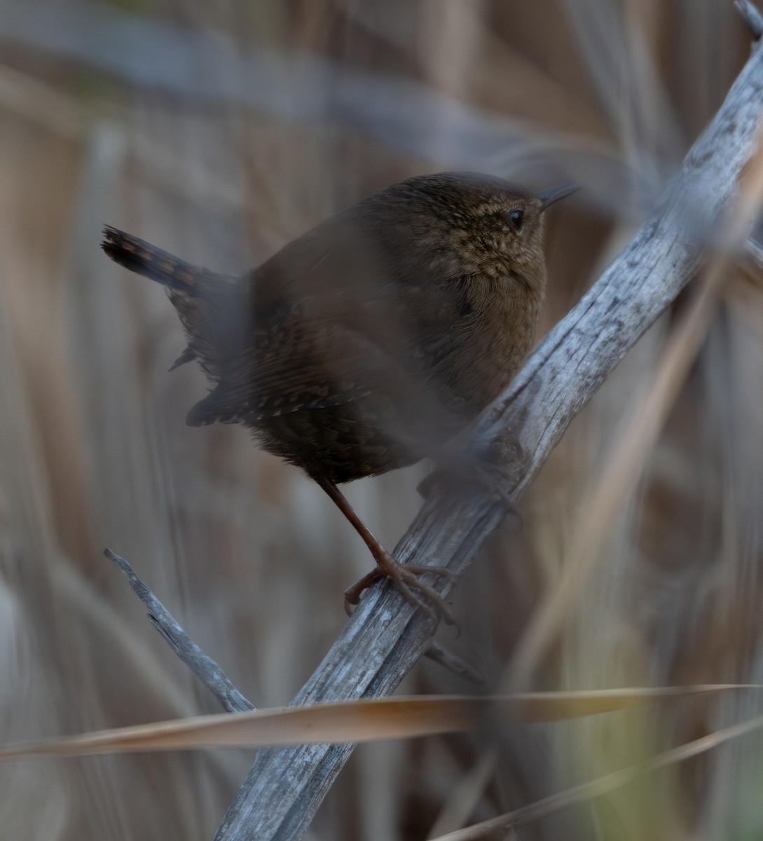 Pacific Wren - ML646094474