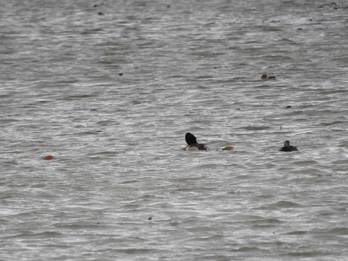 צולל צווארון - ML646094475