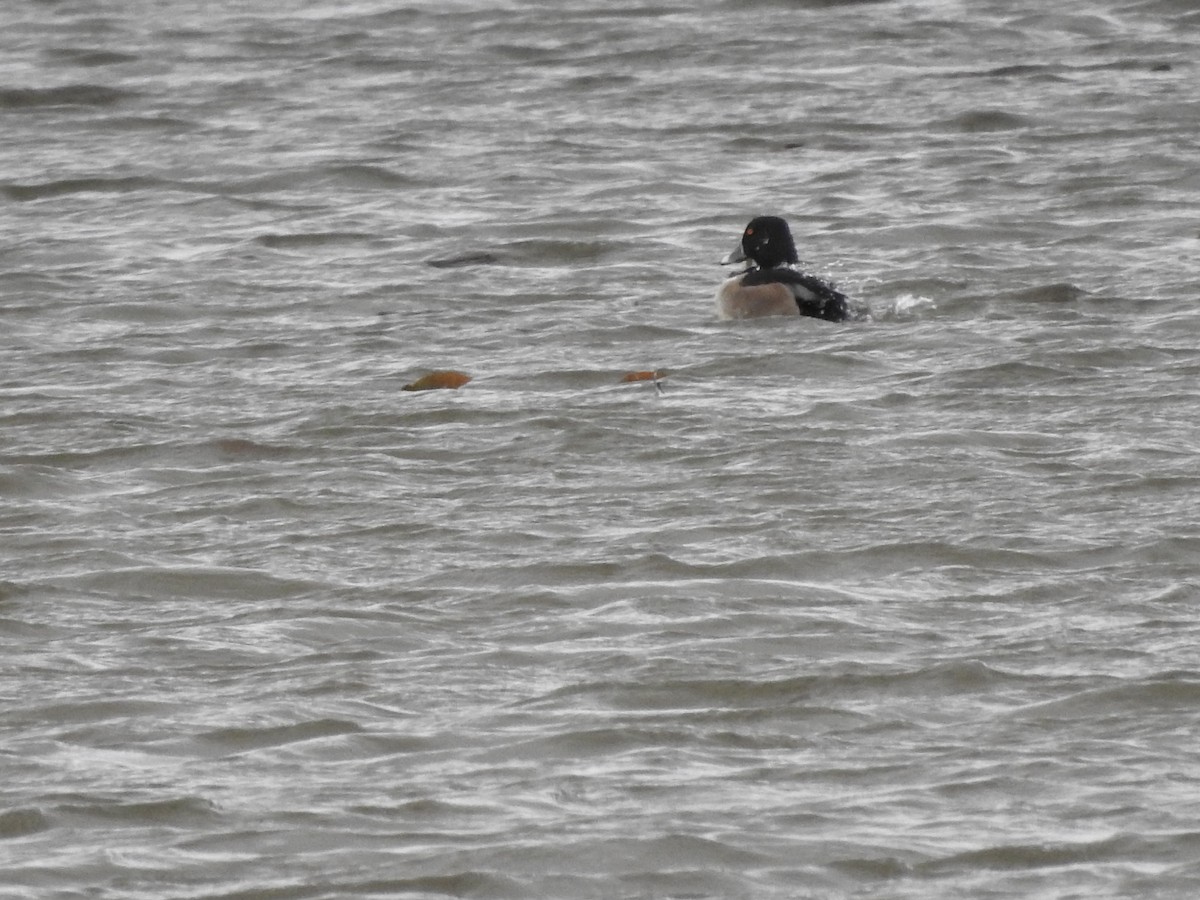 צולל צווארון - ML646094476