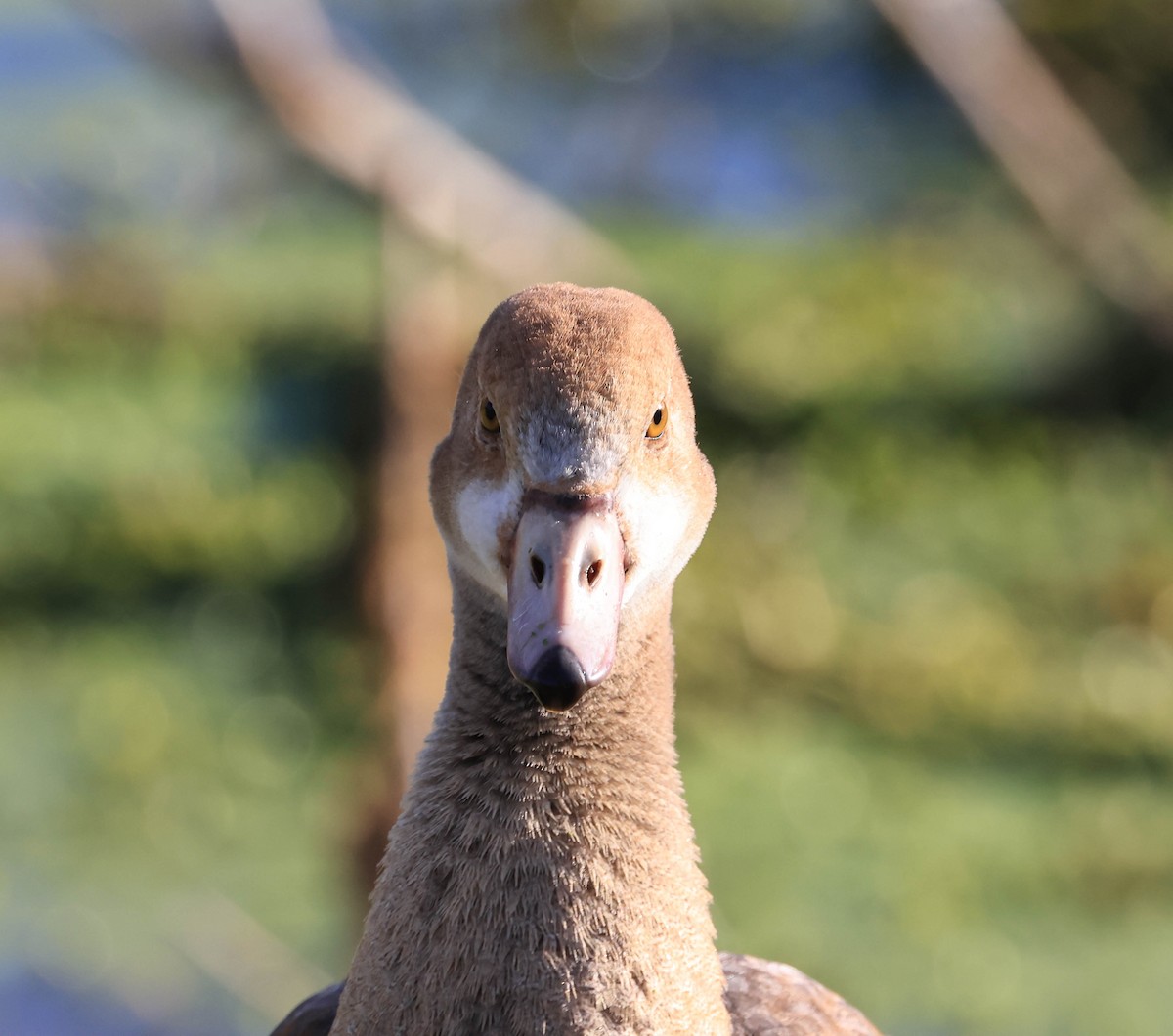 יאורית - ML646094477