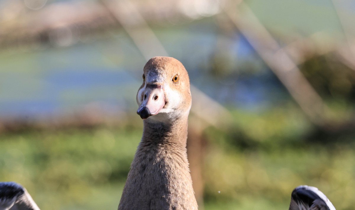 יאורית - ML646094478