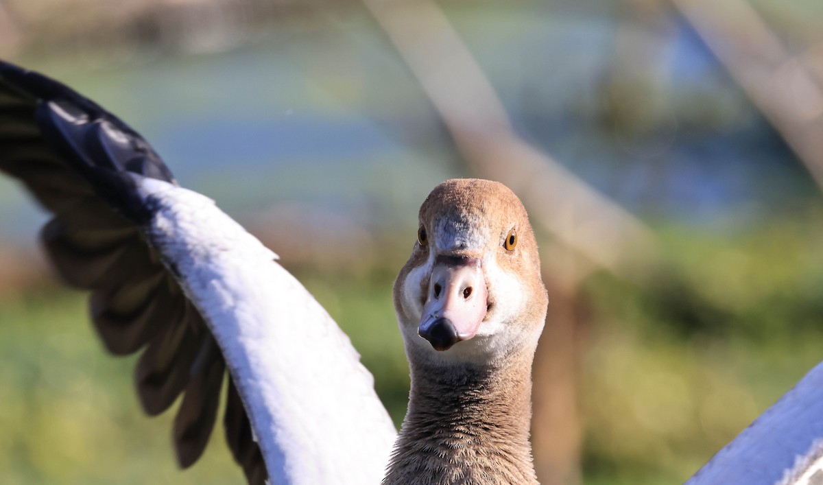 יאורית - ML646094479