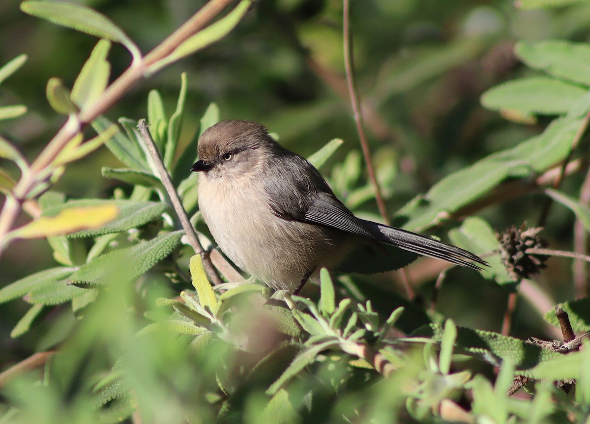 Bushtit (Pacific) - ML646094480