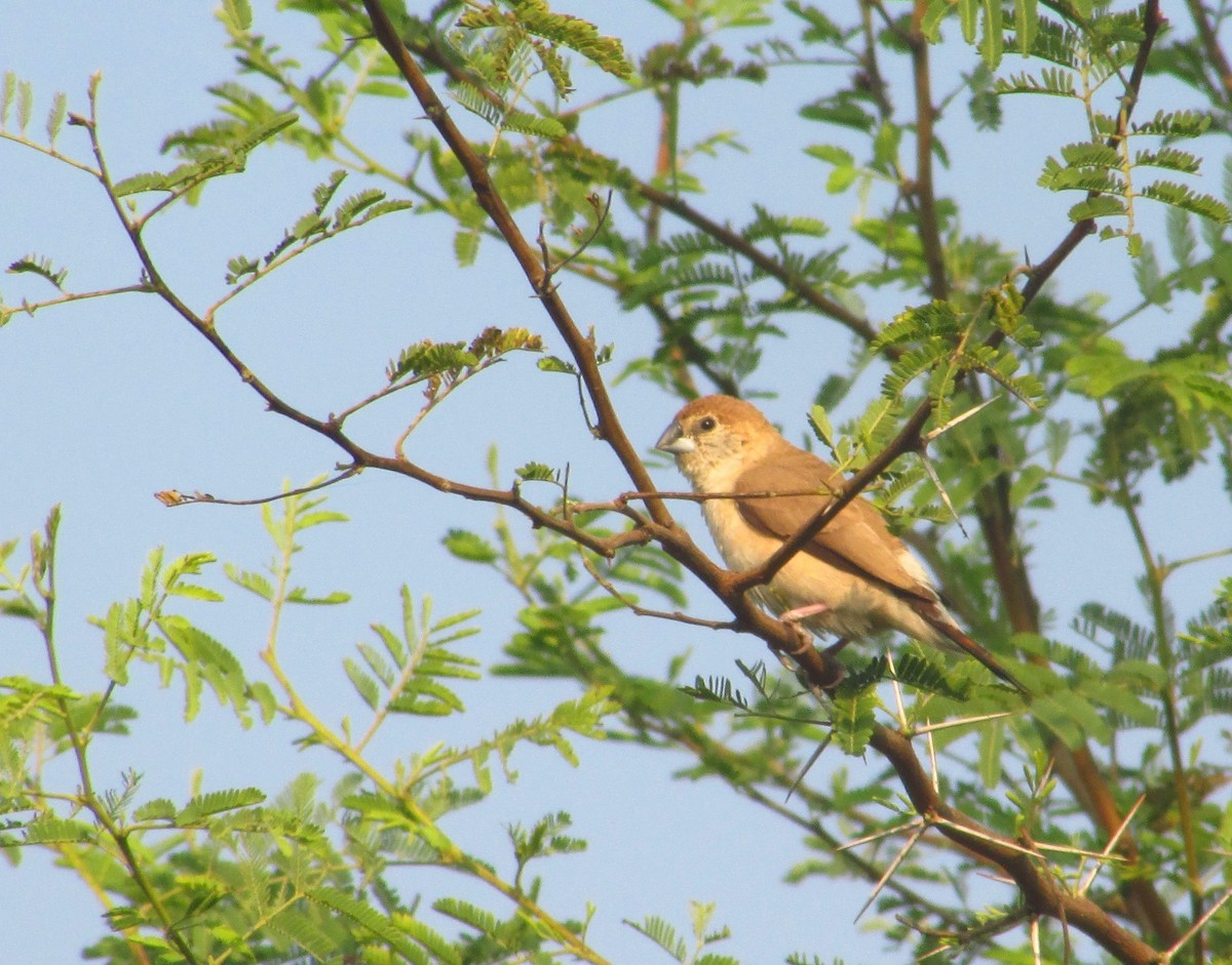 כסוף-מקור הודי - ML646094481