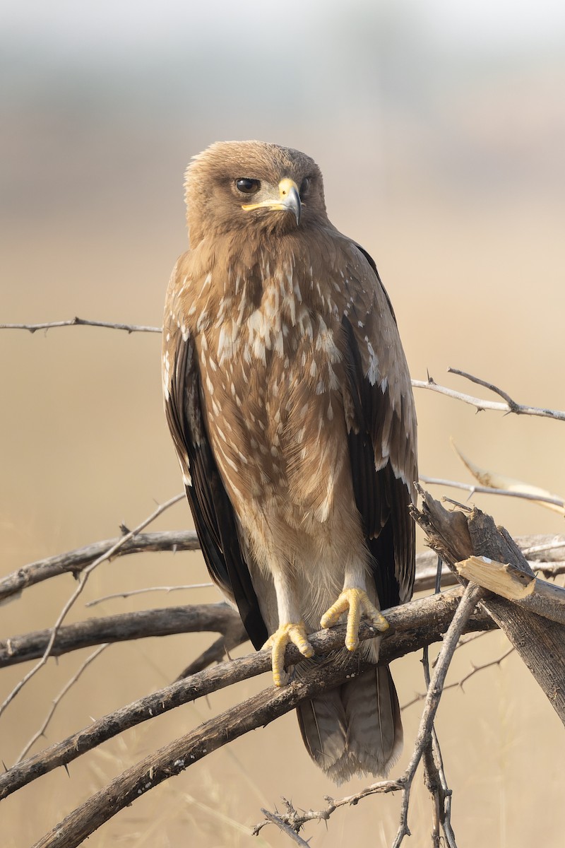 עיט הודי - ML646094482