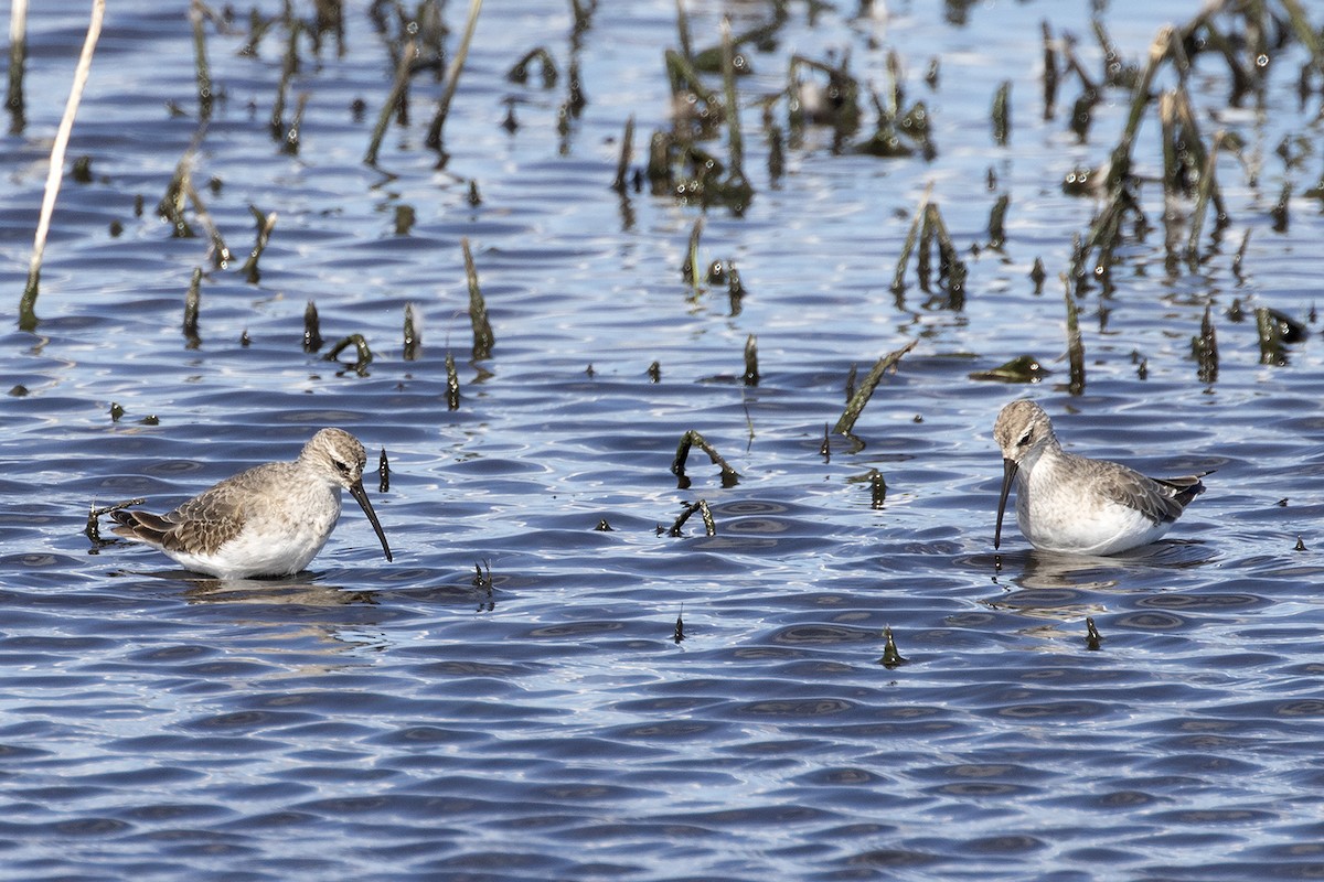 חופית מגלית - ML646094483