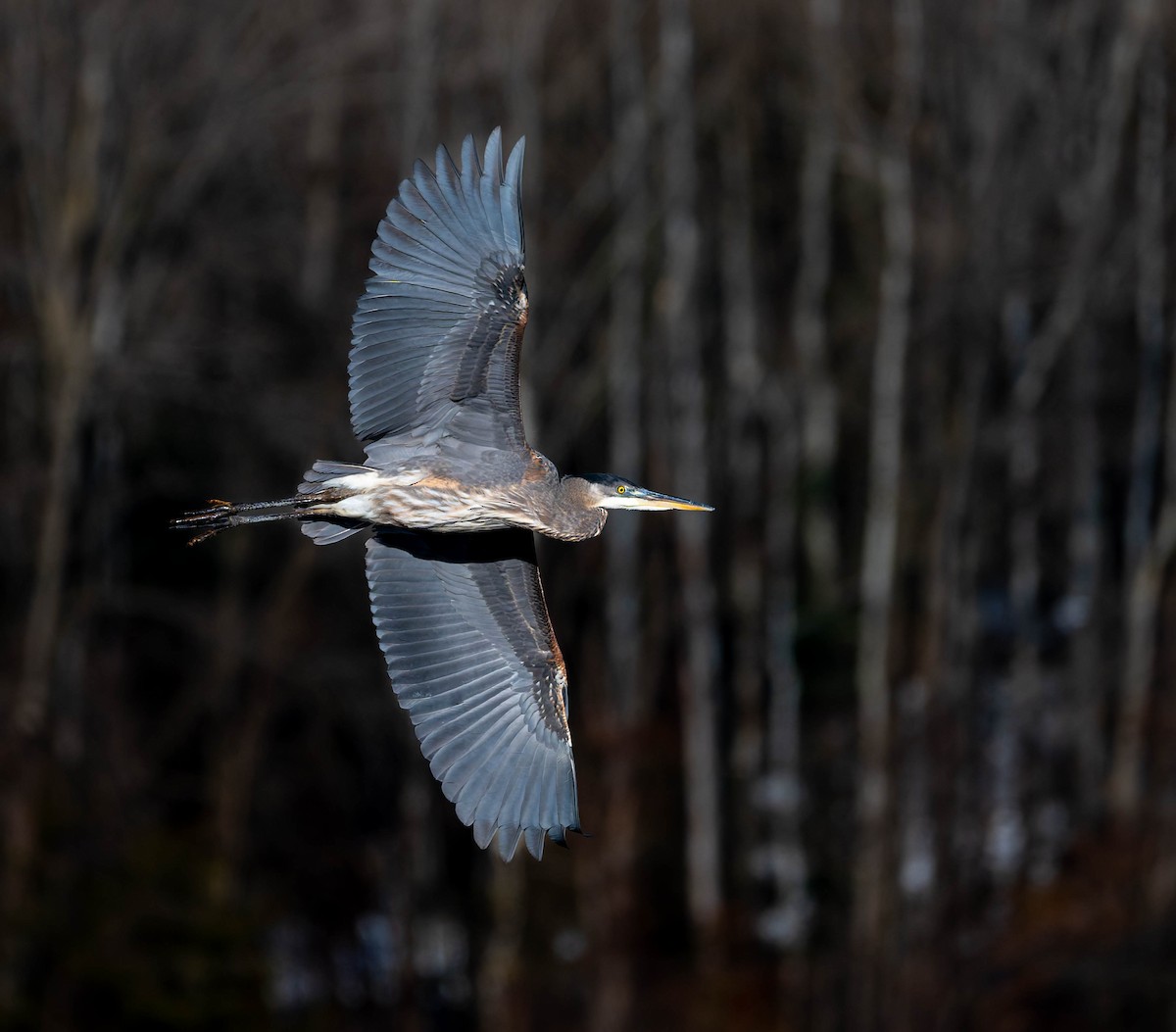 אנפה אמריקנית - ML646094484