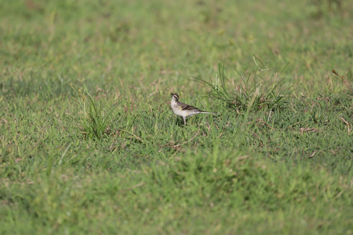 נחליאלי צהוב מזרחי - ML646094485