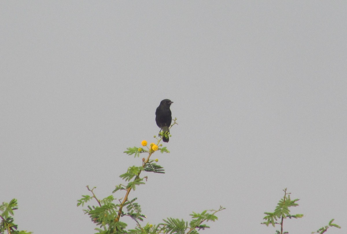 דוחל שחור - ML646094486