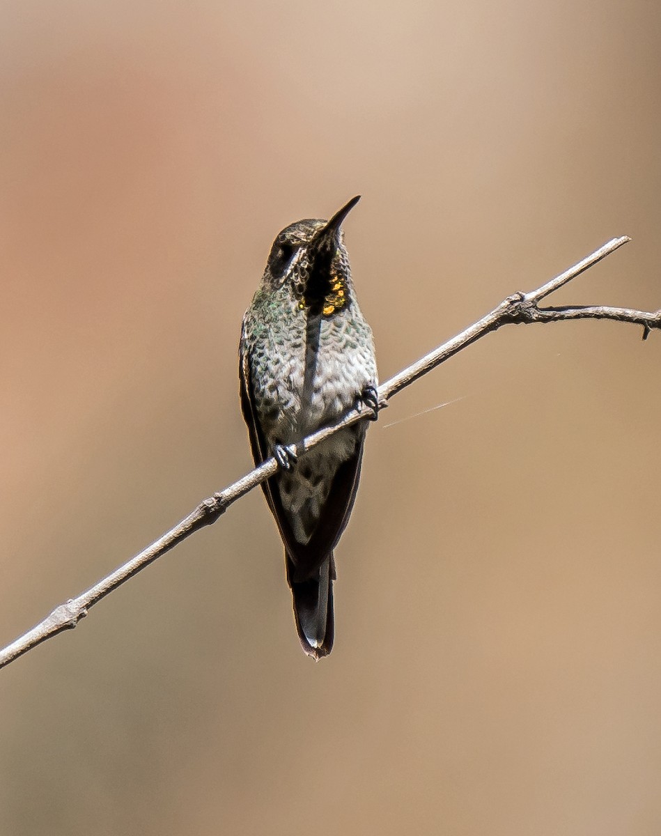 Purple-collared Woodstar - ML646094488