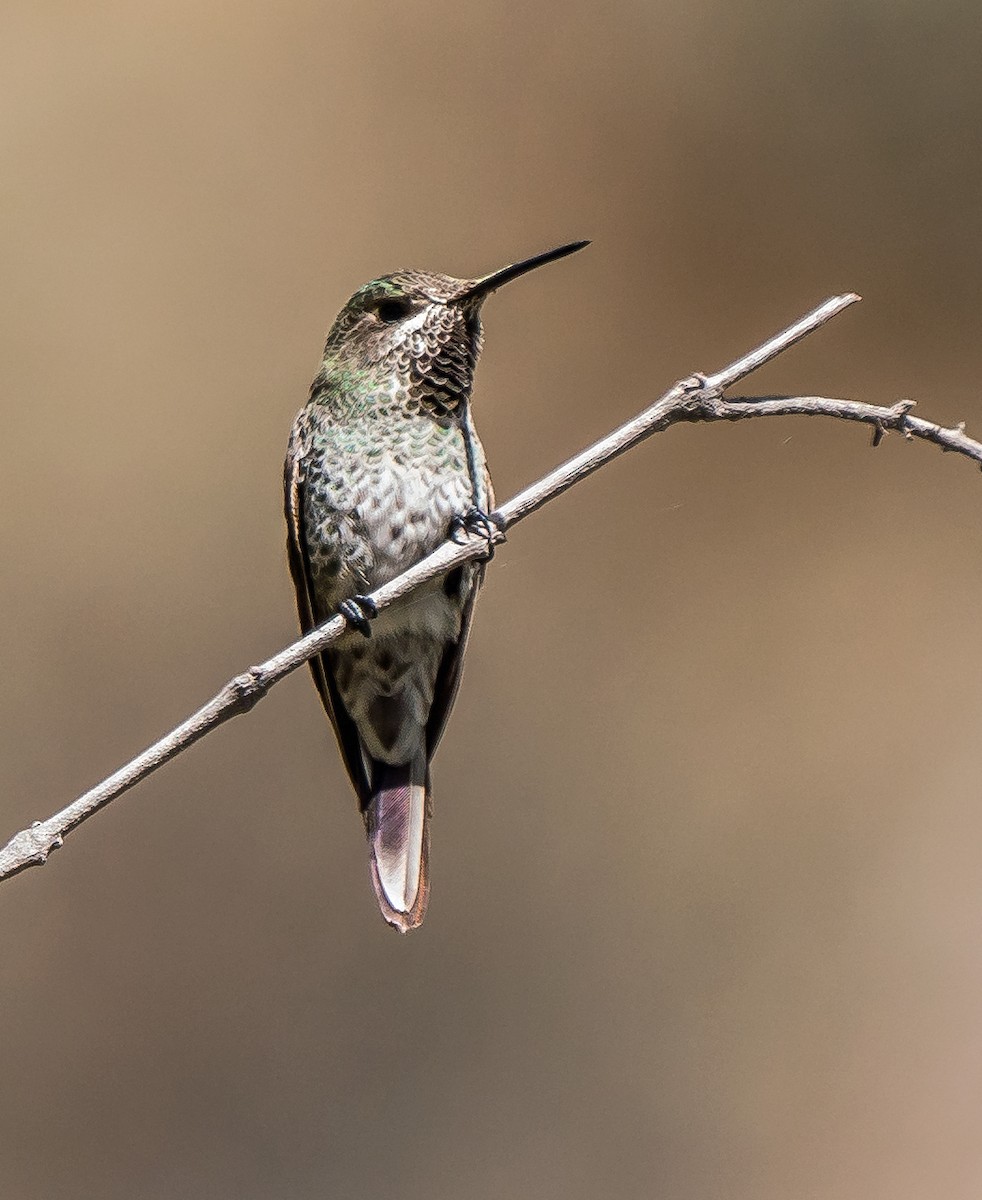 Purple-collared Woodstar - ML646094489