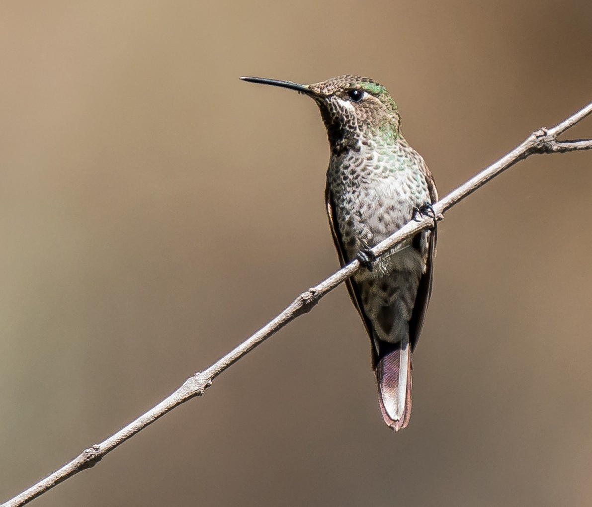 Purple-collared Woodstar - ML646094490