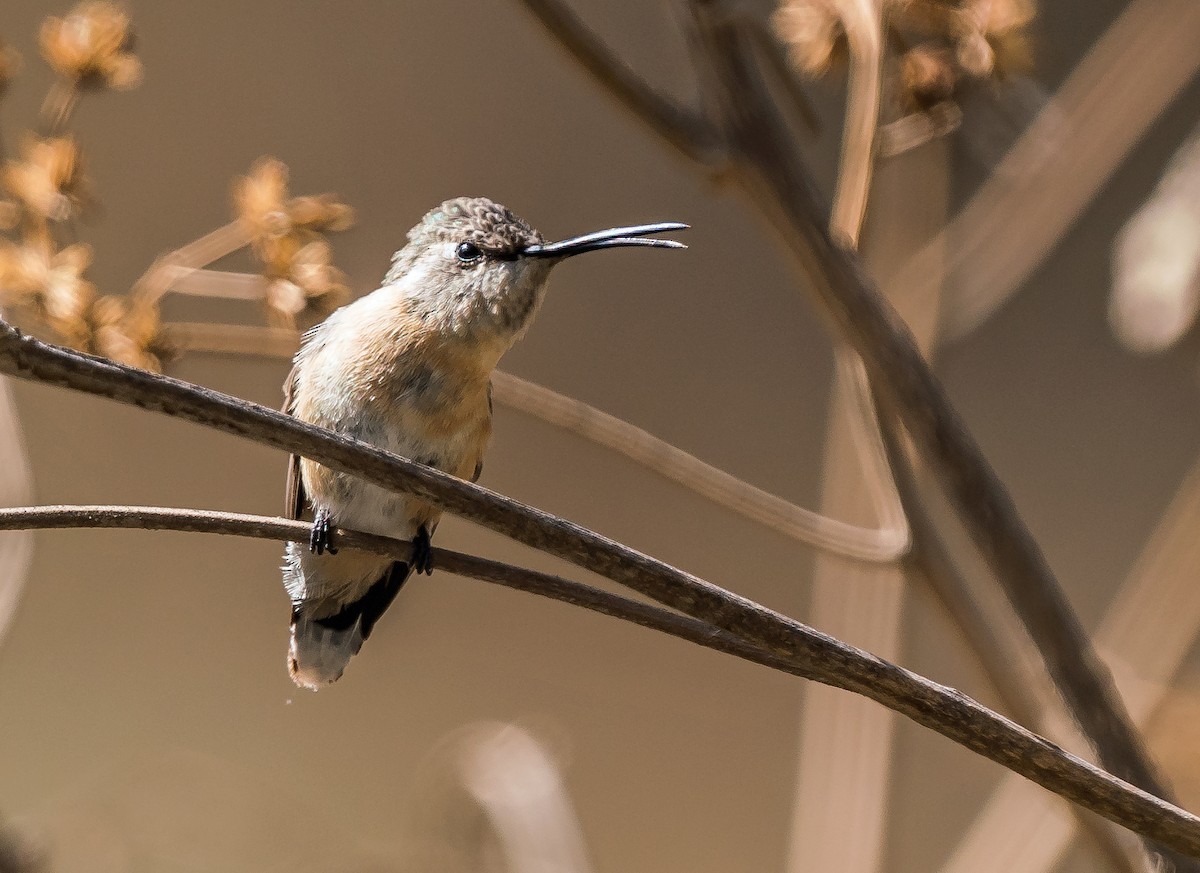 Purple-collared Woodstar - ML646094491