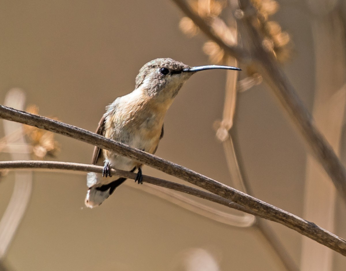 Purple-collared Woodstar - ML646094492